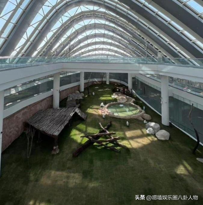 全世界“大明星”中国熊猫！亚洲各国当成女儿，欧洲排队想要它来