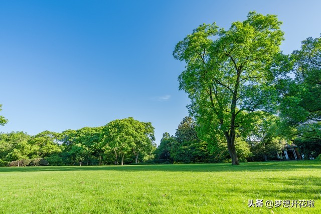 谁言寸草心报得三春晖表达的情感,谁言寸草心报得三春晖