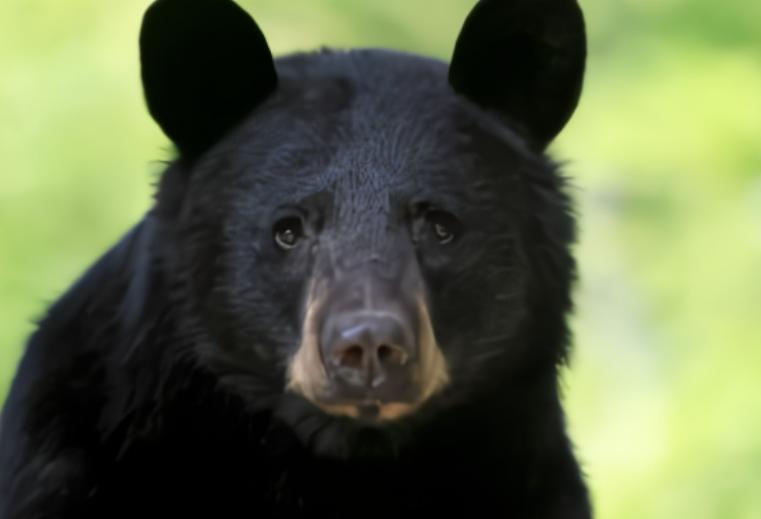 鏉戞皯鎶婄唺褰撶嫍鍏讳簡涓夊勾,琚潙姘戞敹鍏荤殑鐔婂唇