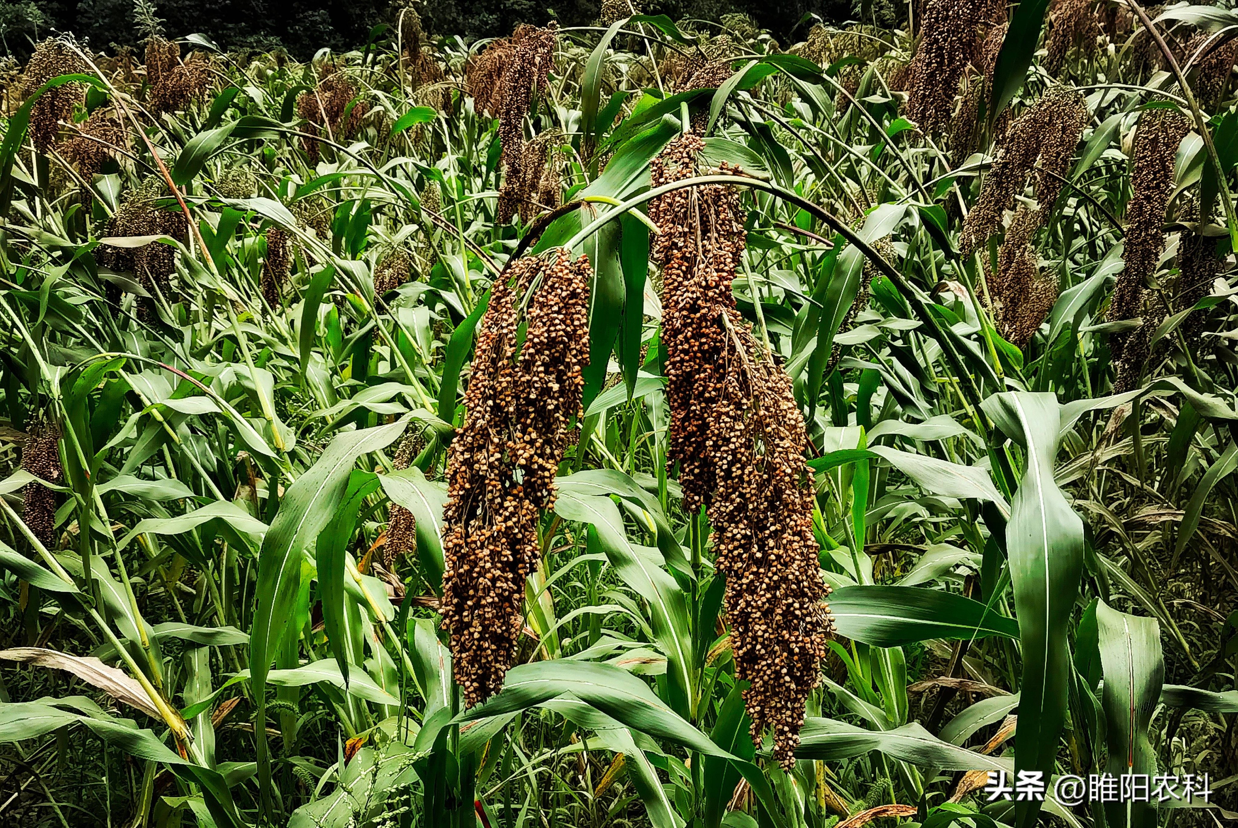 致富好项目一亩赚3万种植超简单,明年挣钱的几大种植项目大全