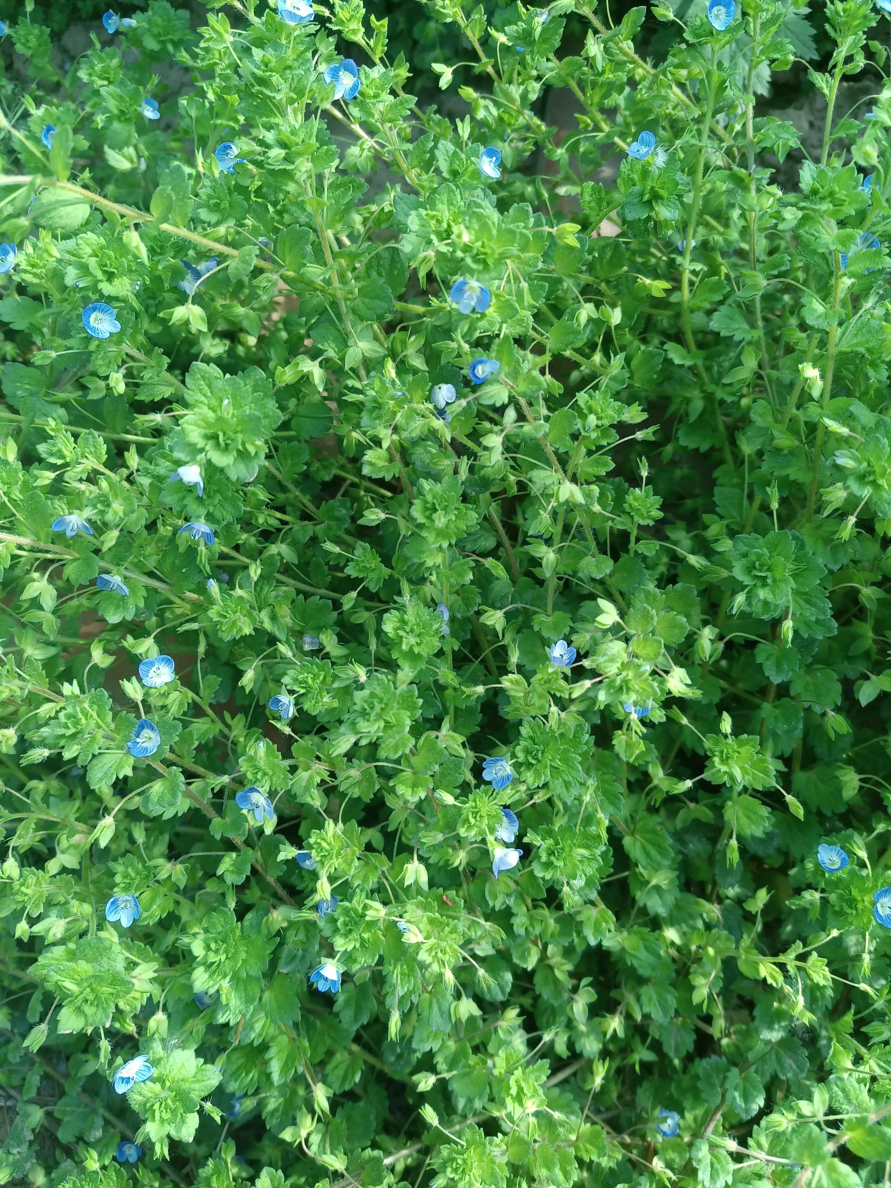 闲来无事荡秋千视频,山中荡秋千