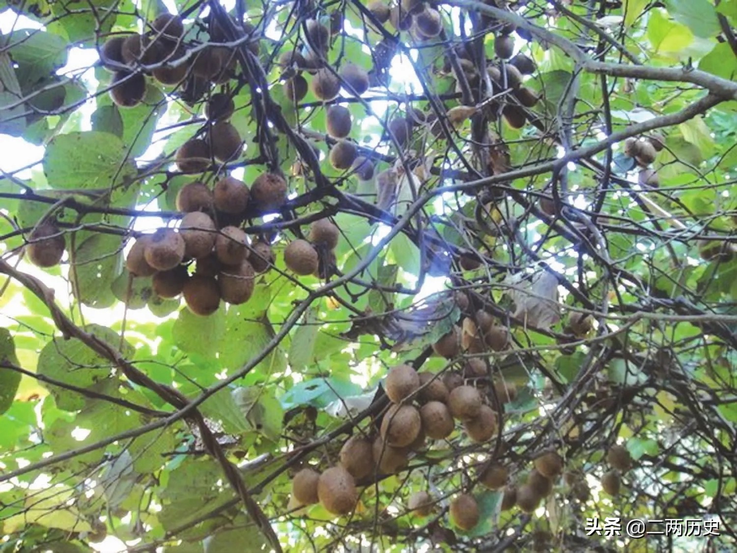 翠香猕猴桃和新西兰奇异果,新西兰猕猴桃黄金奇异果