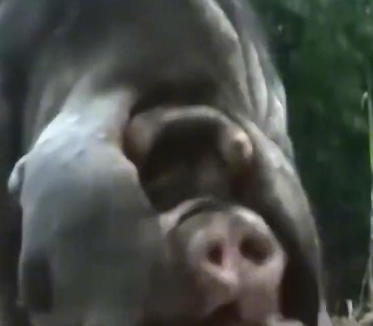 农民饲养天价猪种,中国养殖天价猪致富经