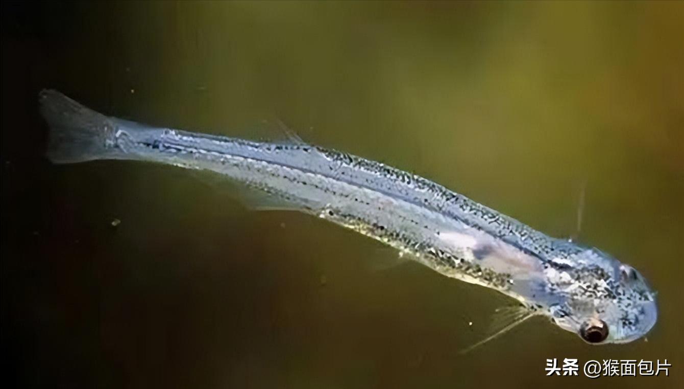 亚马逊雨林生存100天,亚马逊雨林生存楚河