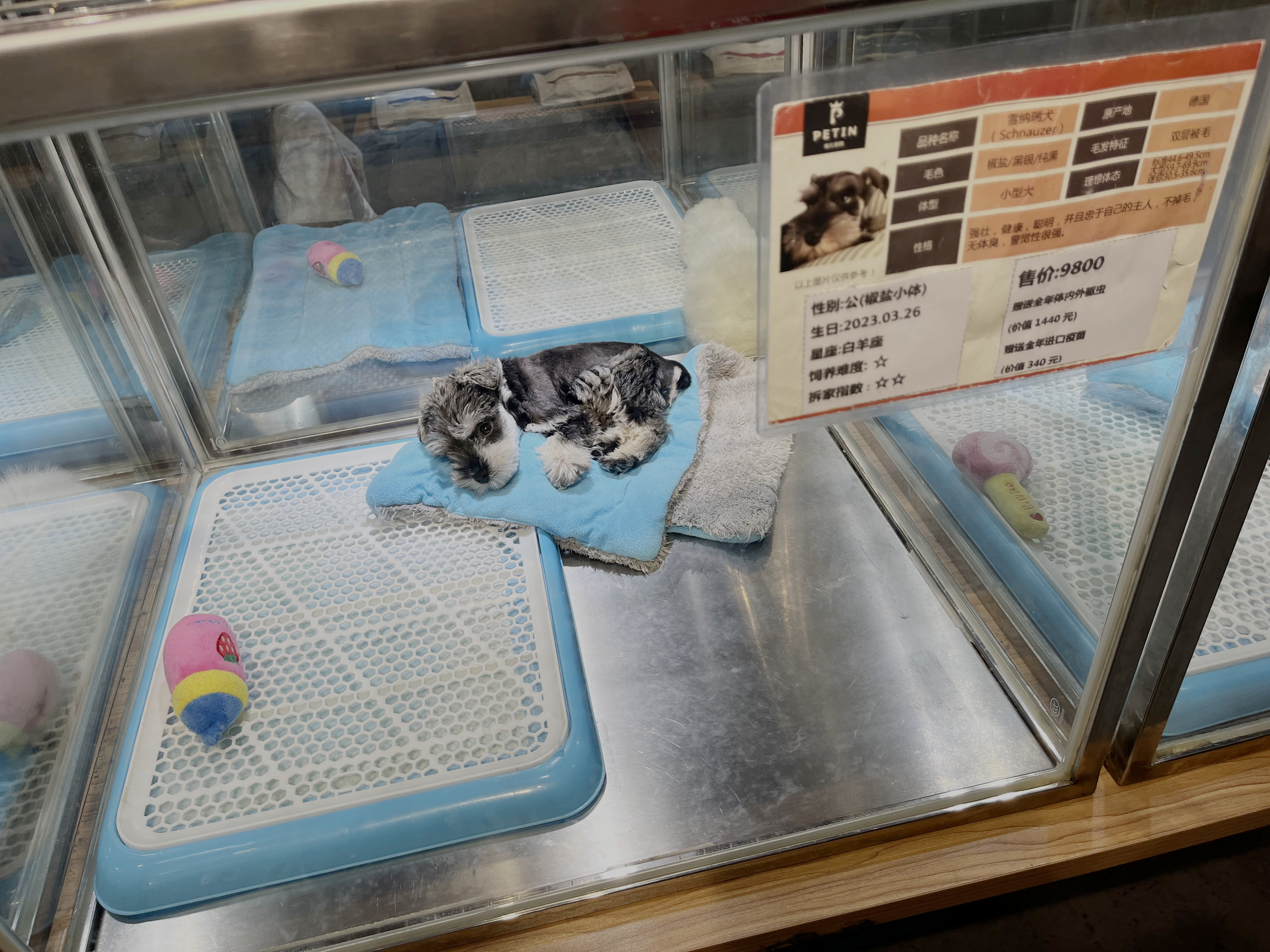 哈，裙子穿反还去商场逛吃~无聊但自在的日常，废柴但还苟活着10