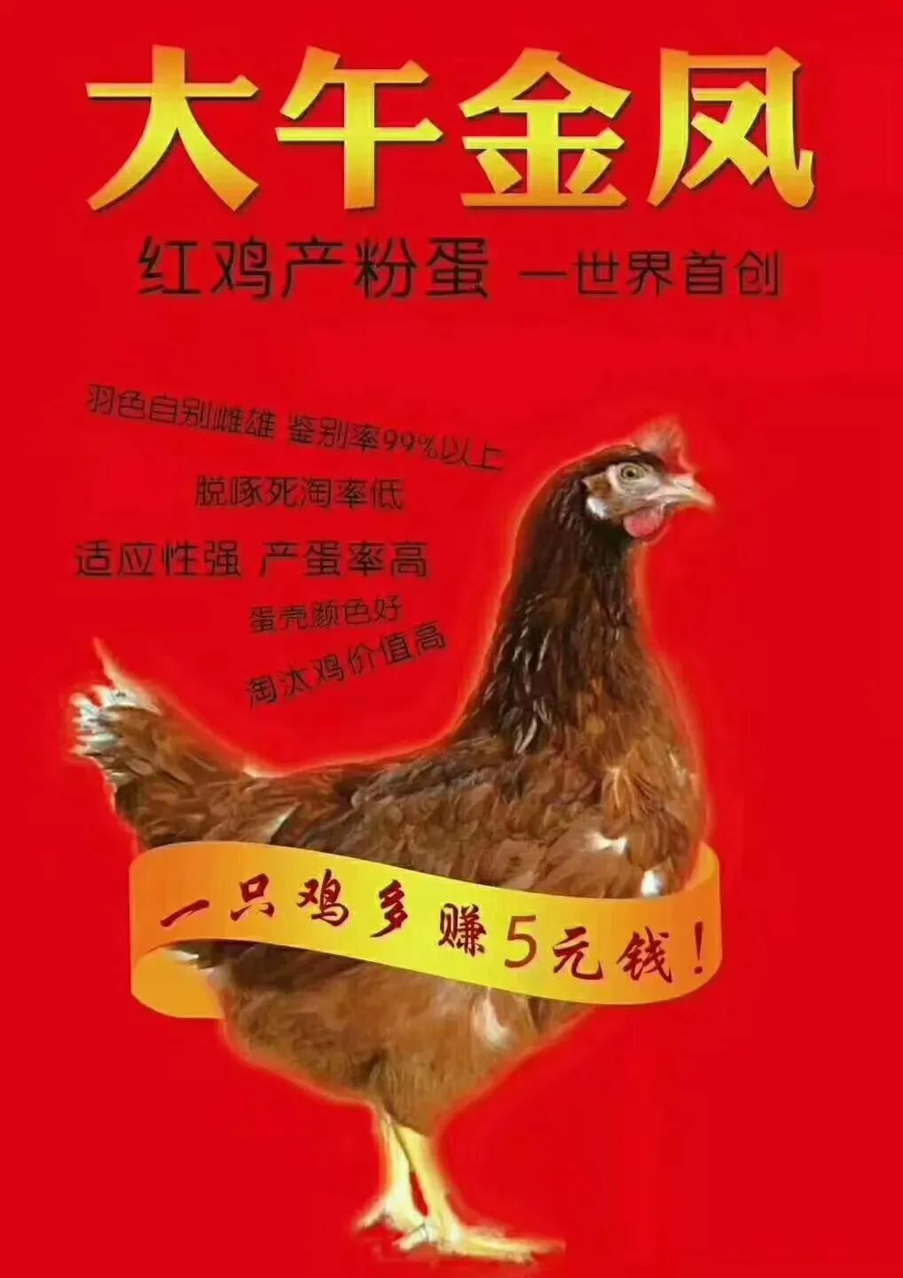 初产蛋鸡阶段营养的几个要点：