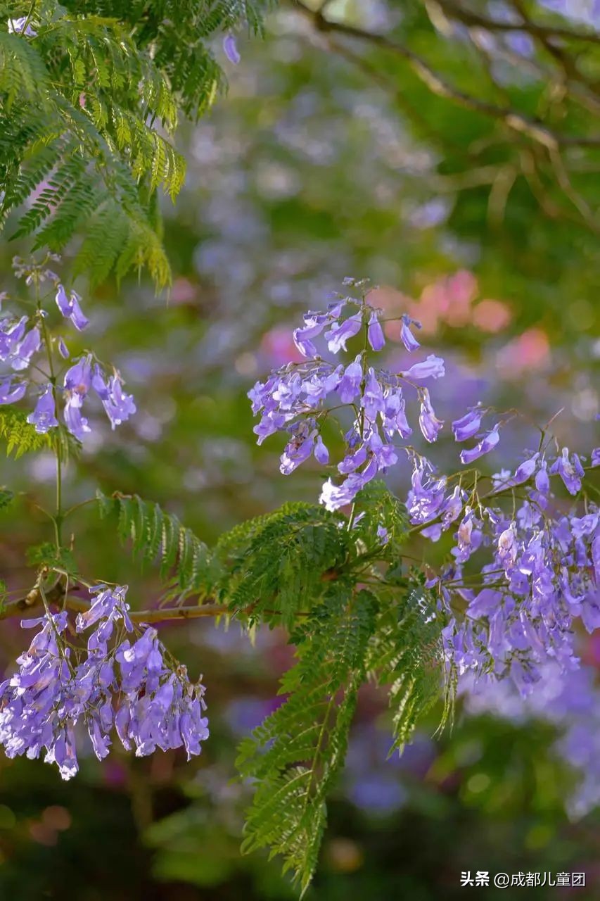 成都武晋路蓝花楹,昆明街头蓝花楹绽放成梦幻花海