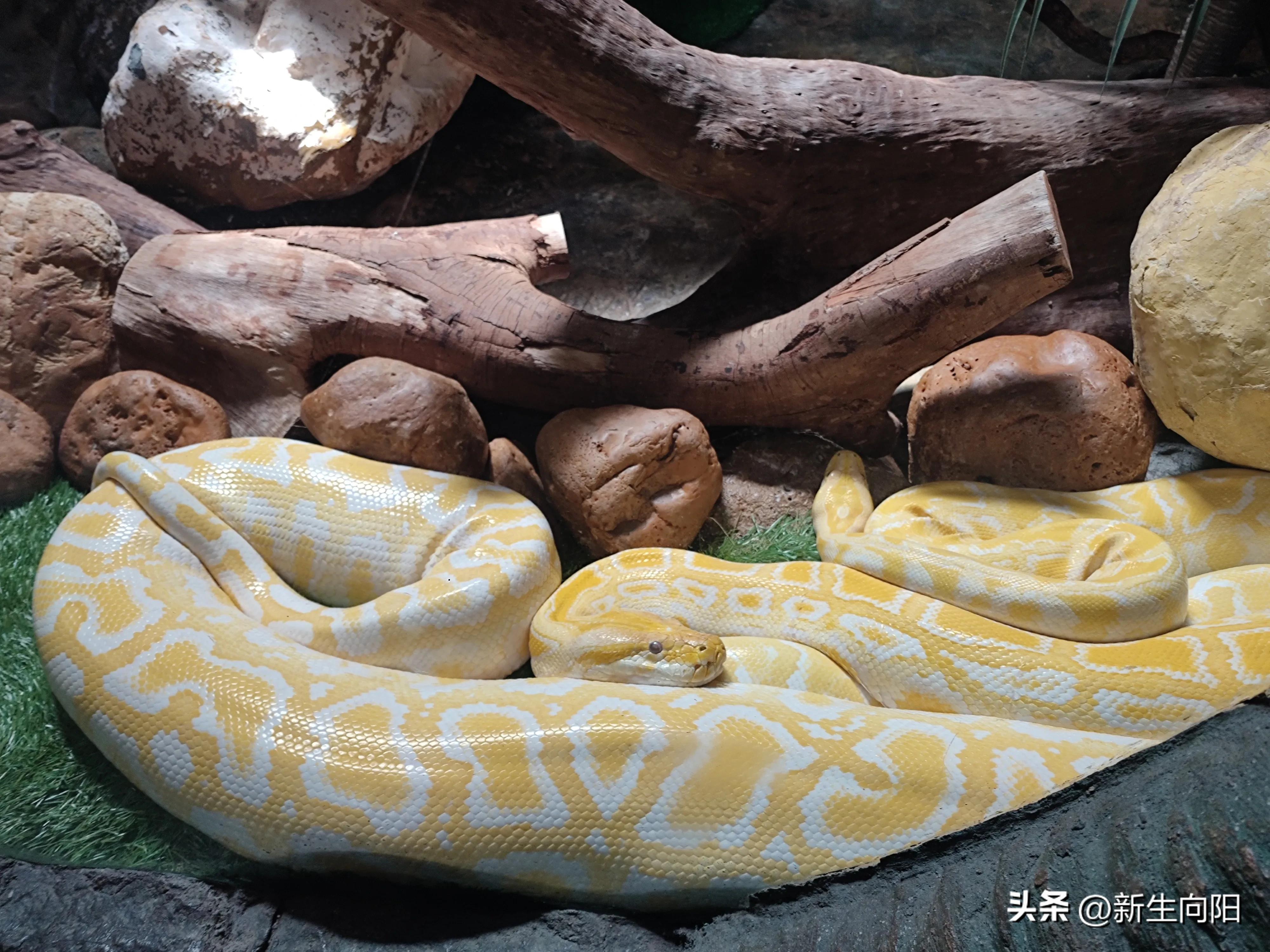 长隆野生动物园两大一小,长隆野生动物园一家三口