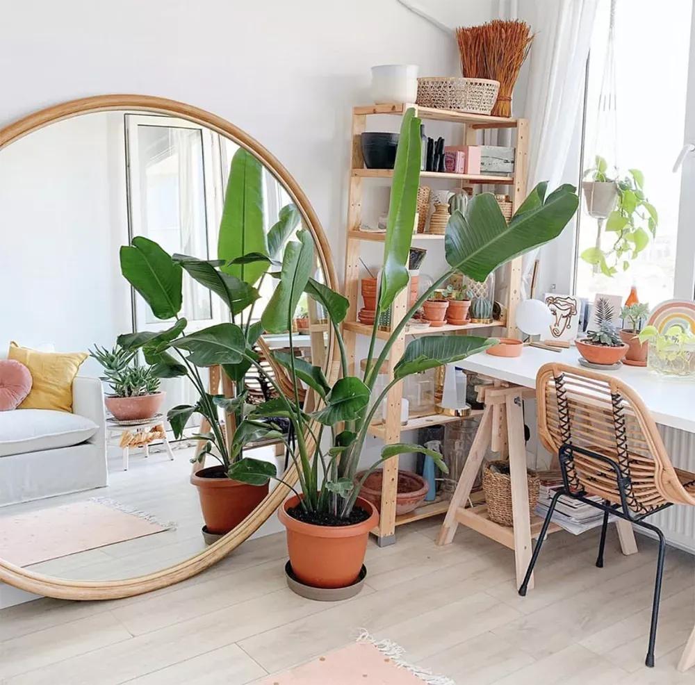 客厅实用盆栽植物有哪些,客厅一般放什么植物盆栽比较好