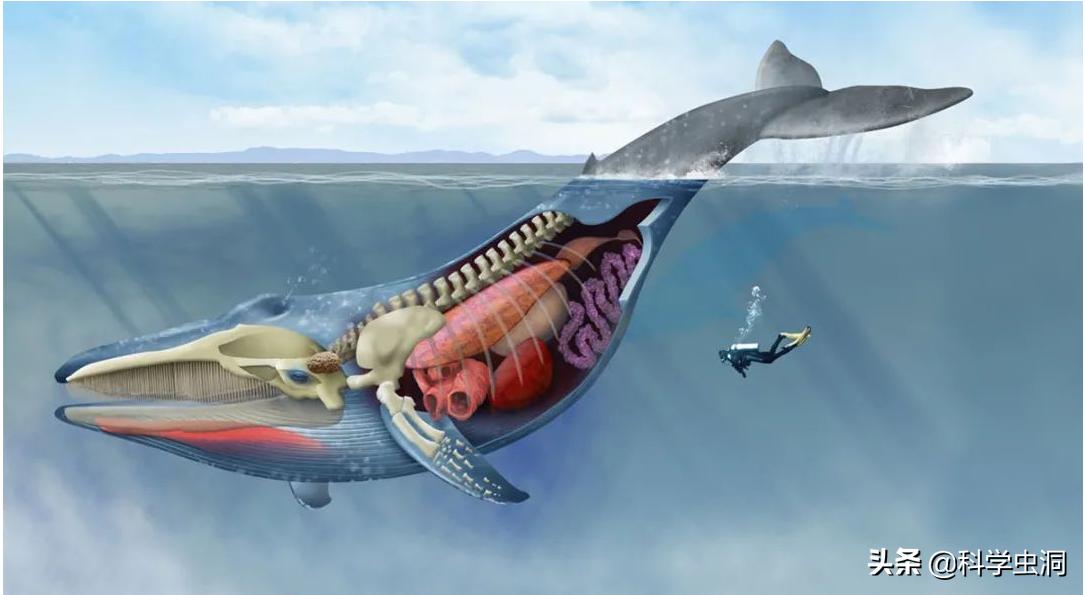 如果人在鲸鱼的肚子里该如何逃生,鲸鱼腹中逃生