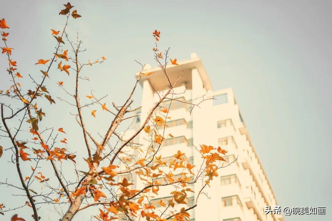 安徽大学好看的风景,高校最美秋景