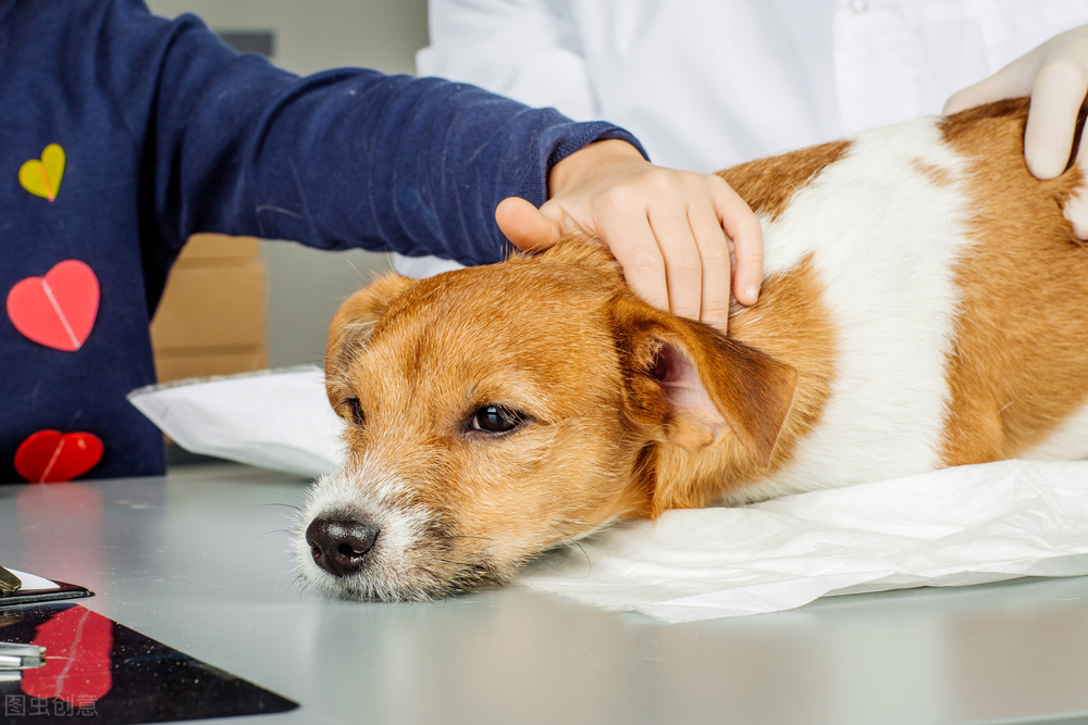 狗流鼻涕带有一些脓鼻涕吃什么药,狗感冒流脓鼻涕怎么办