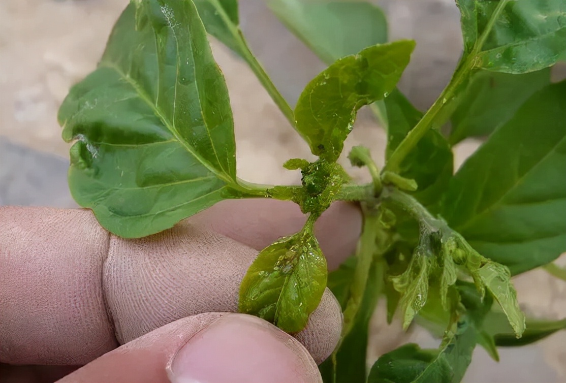 辣椒卷叶是什么病怎么治,辣椒有黄叶卷叶用什么药打才能治