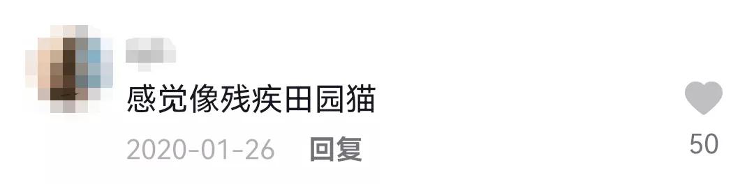 哪种猫招财好养活,哪种猫最招财又好养