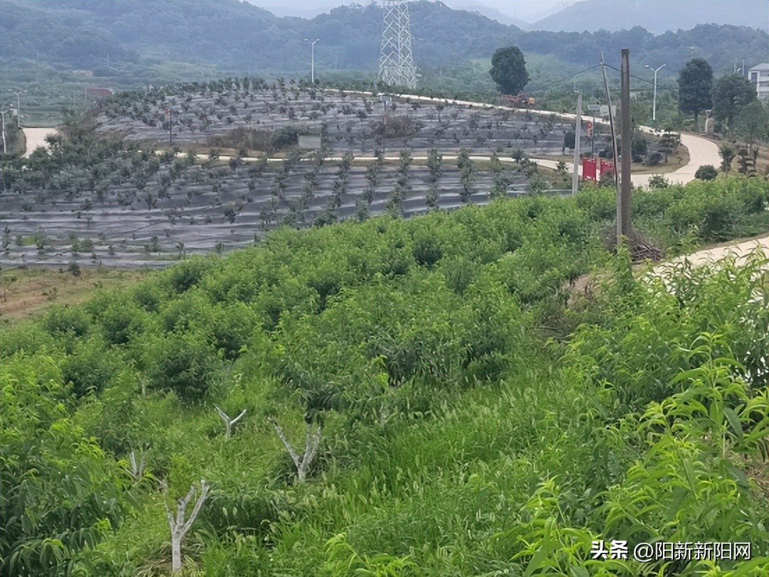 阳新陶港镇碧庄村,阳新县碧庄村