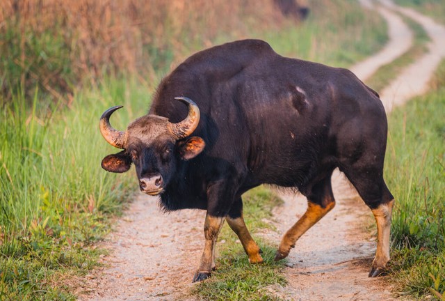 牛魔王闯进牛圈,云南牛魔王闯入农户牛圈