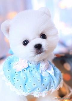 博美备孕指南，这次终于用上了，赶紧收藏起来