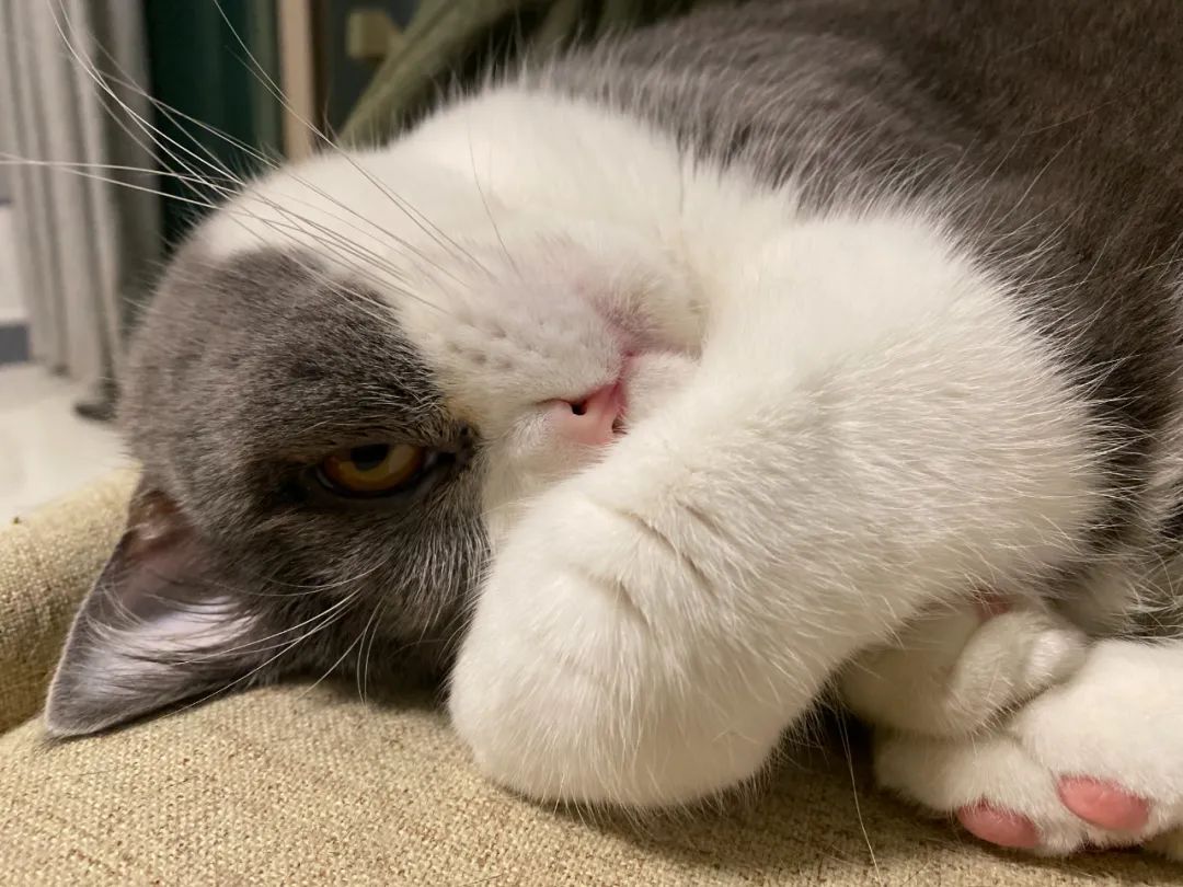 毛毛宠城堡新宠:登登|写给我的小猫咪