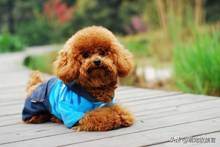 女生第一次养什么狗狗比较适合,女生第一次养狗适合养什么中型狗