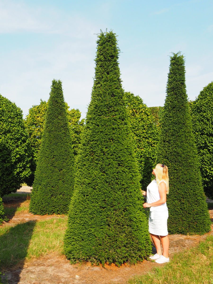 红豆杉暴跌,红豆杉滞销血本无归