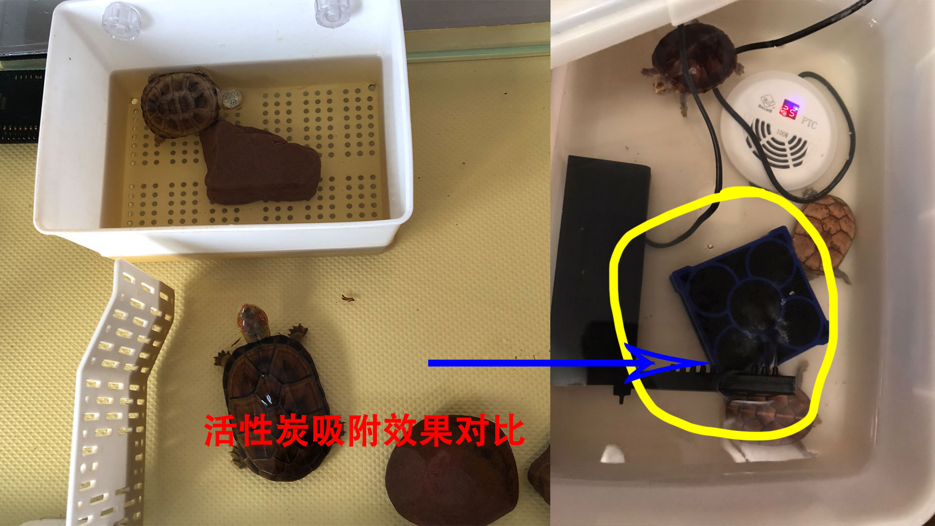 鱼缸下黄粉几天失效,鱼缸下完黄粉还算好水吗