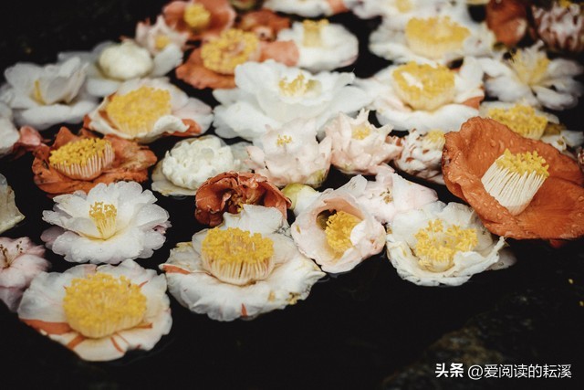 「家乡即想」（4）落英缤纷，是祖母一辈子的“恨”