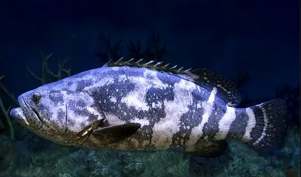 两种环境富集方法对石斑鱼幼鱼认知能力和生长性能的影响