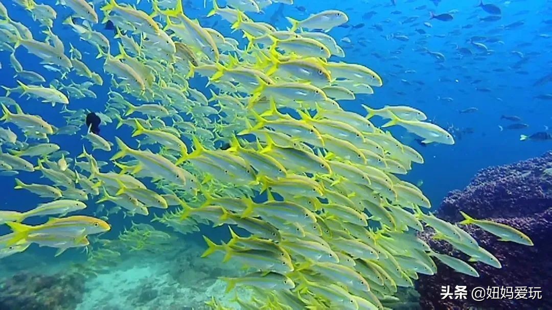 带你真切看人间的宝藏纪录片top10,十一长假适合带孩子看的纪录片