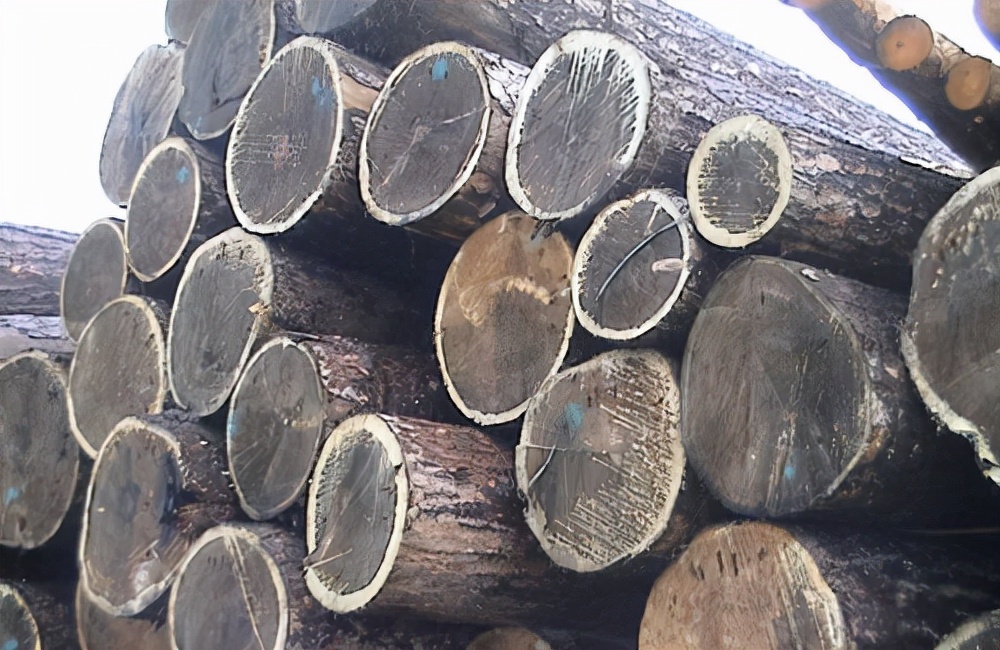 进口木材鲍迪豆,鲍迪豆木材和南美红酸枝哪个更好