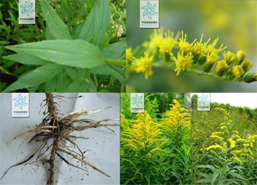 世界地球日｜我们正在和“异族生物*队军**”打一场硬仗