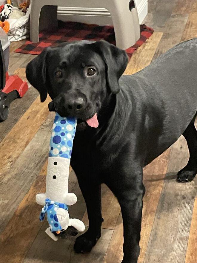 十种非常反骨的狗,狗狗反骨是什么原因