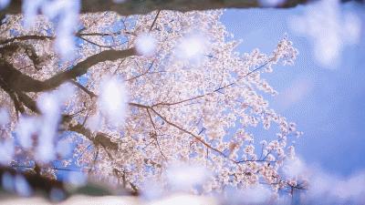 对知己的理解是什么,知己到底怎么理解