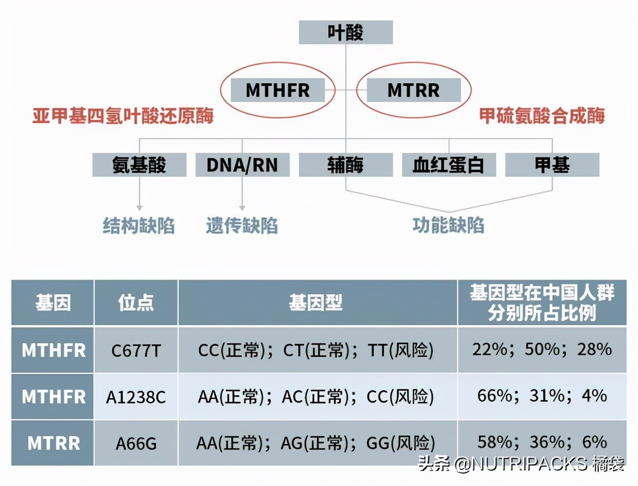 叶酸的营养价值，帮助提升免疫力