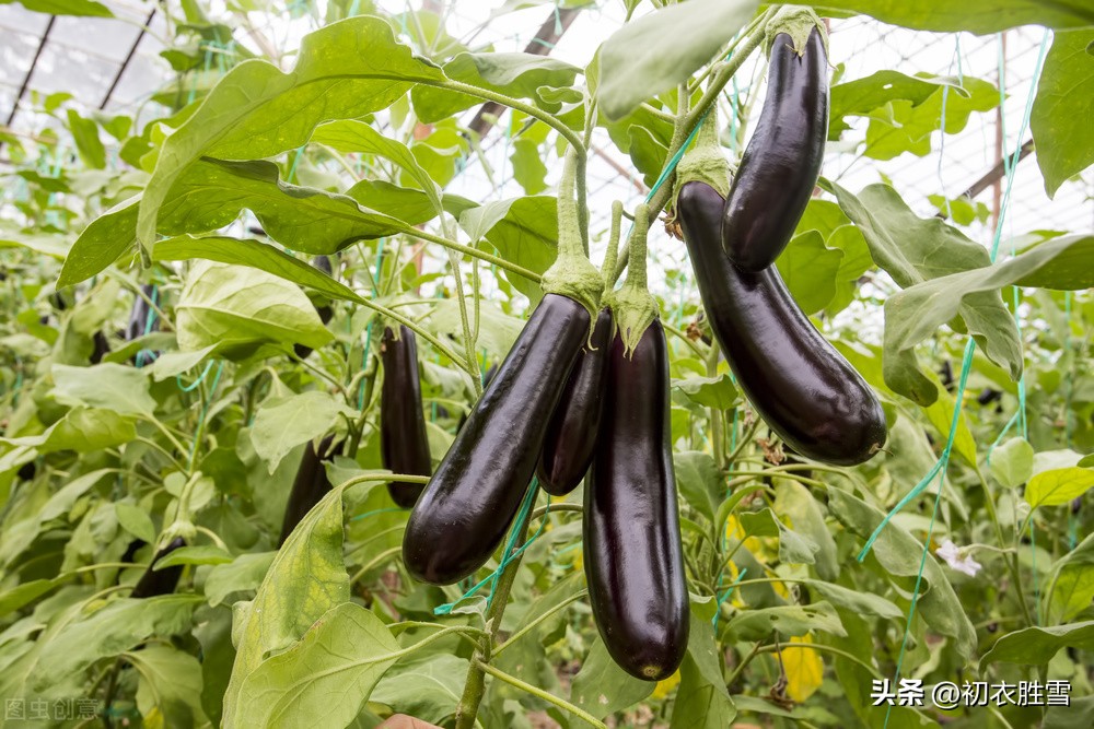 古诗七首说秋茄：紫茄纷烂漫，珍蔬折五茄