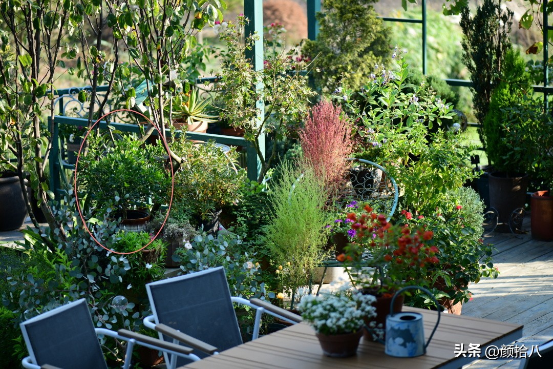 几乎没有存在感的七里香，到底是怎样的？|园丁