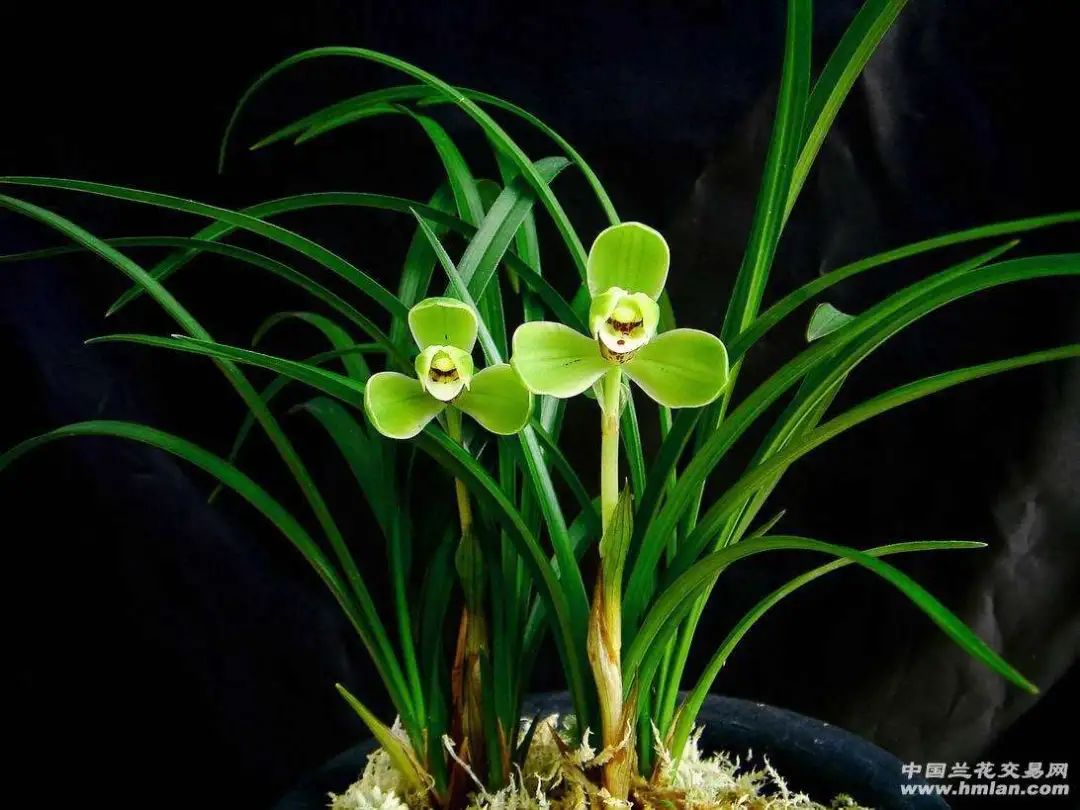 快来看看，兰花的世界真奇妙|壹木星球No.14