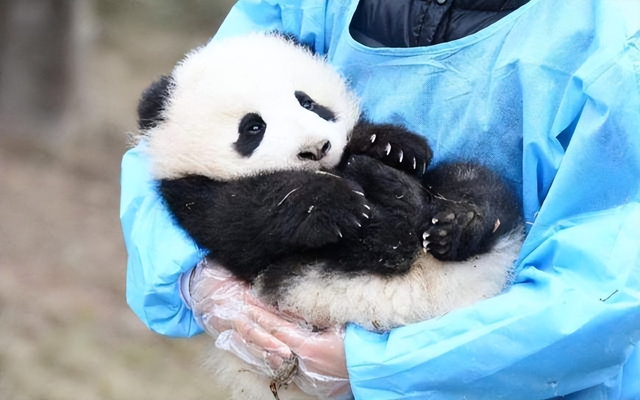 鍥藉疂澶х唺鐚殑閲嶈绋嬪害娣卞叆浜哄績,鍥藉疂澶х唺鐚柊娑堟伅