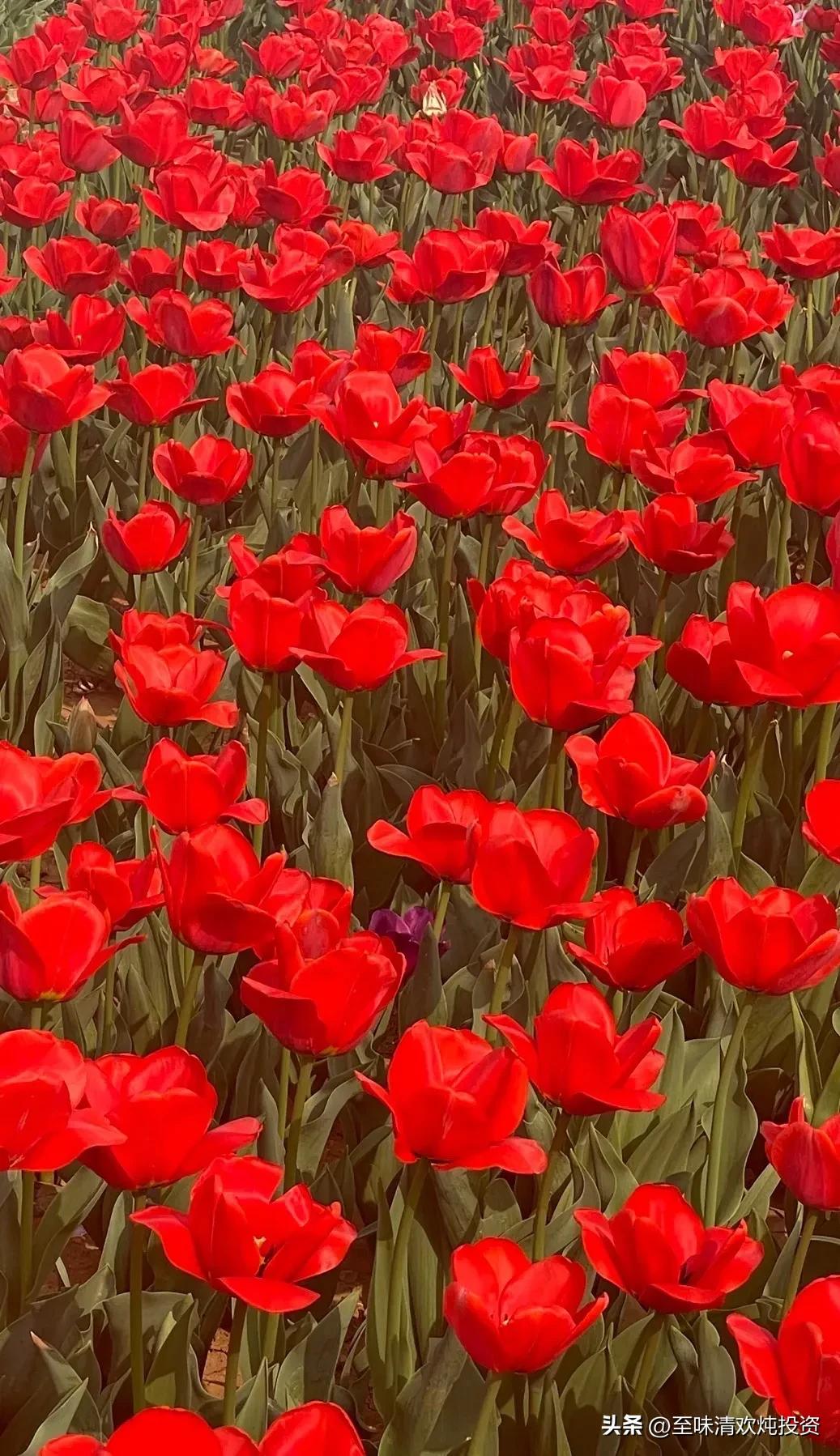 农业银行今年涨幅为何大,中国农业银行今日行业走势