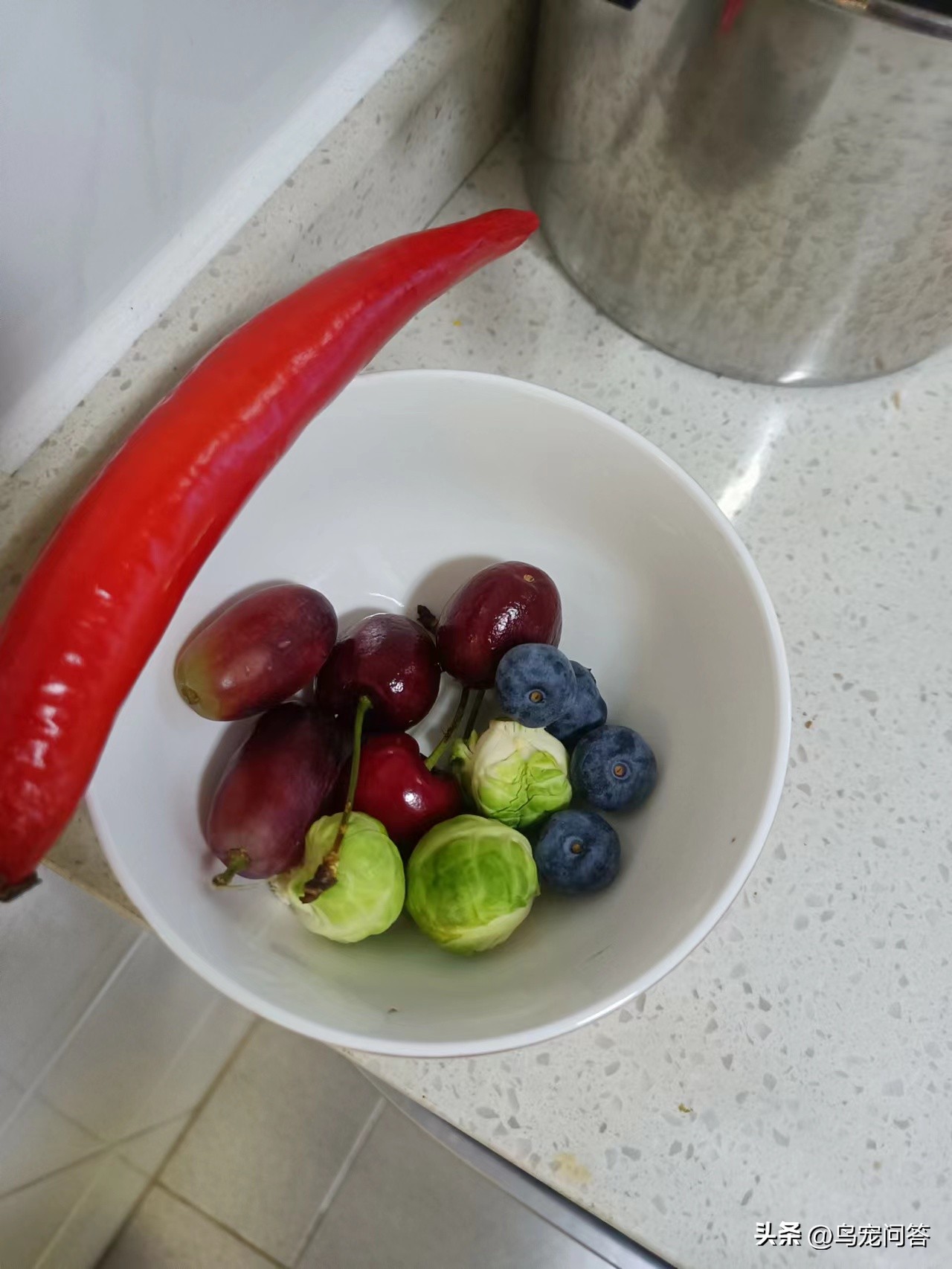 金太阳鹦鹉突然大量喝水,鹦鹉突然有呕吐动作