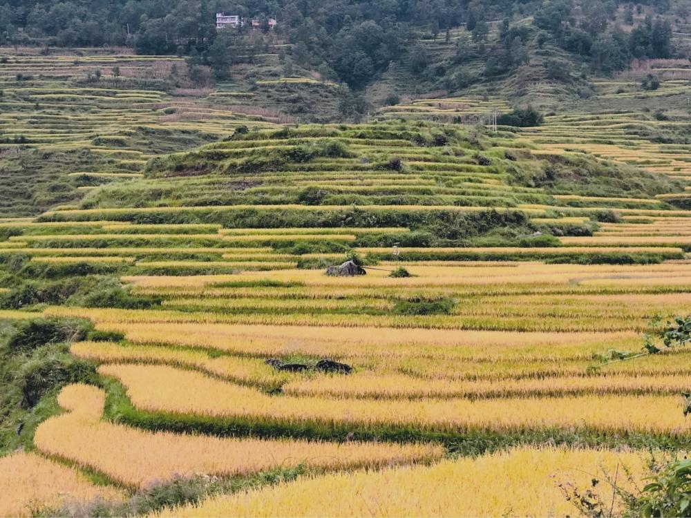 乾隆御赐酒真品图片大全,乾隆宫廷贡酒