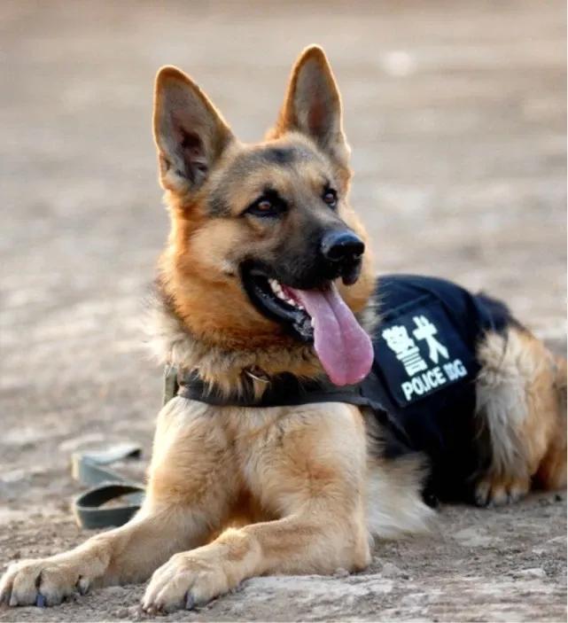 德国牧羊犬是天生的警犬,介绍警犬德国牧羊犬