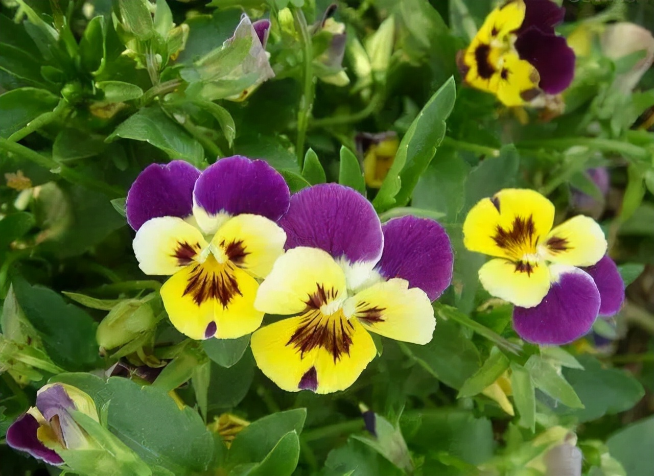 公园路边植物图片,路边的小植物有哪些