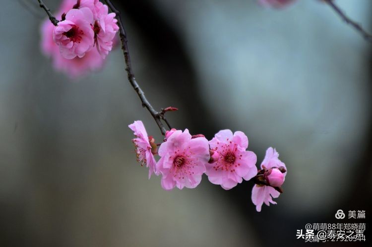 春风拂柳梅花开,桃李春风梅花开