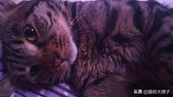 出差5天猫猫可以自己在家吗,出差3天猫猫在家放多少猫粮合适