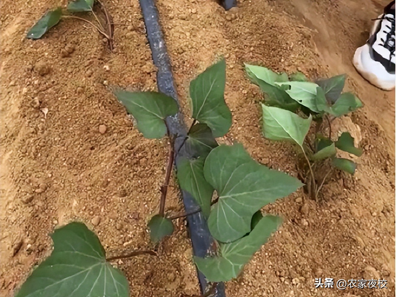 详解示范红薯苗倒插的正确方法,正确栽红薯苗的方法