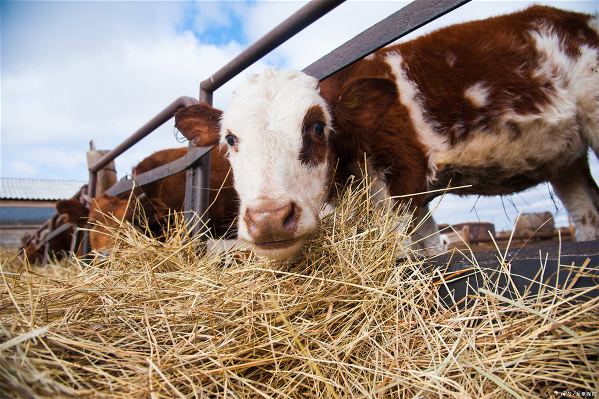 牛养殖现在牛价降价了吗,养殖牛价格行情走势分析