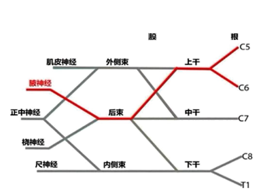 超声引导下臂丛神经阻滞,PPT课件