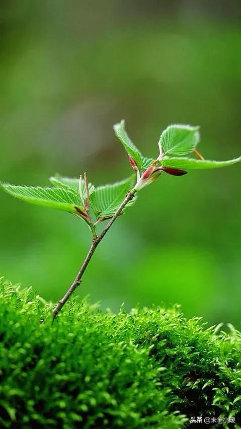 超清超美独一无二手机壁纸图片,养眼养心的壁纸