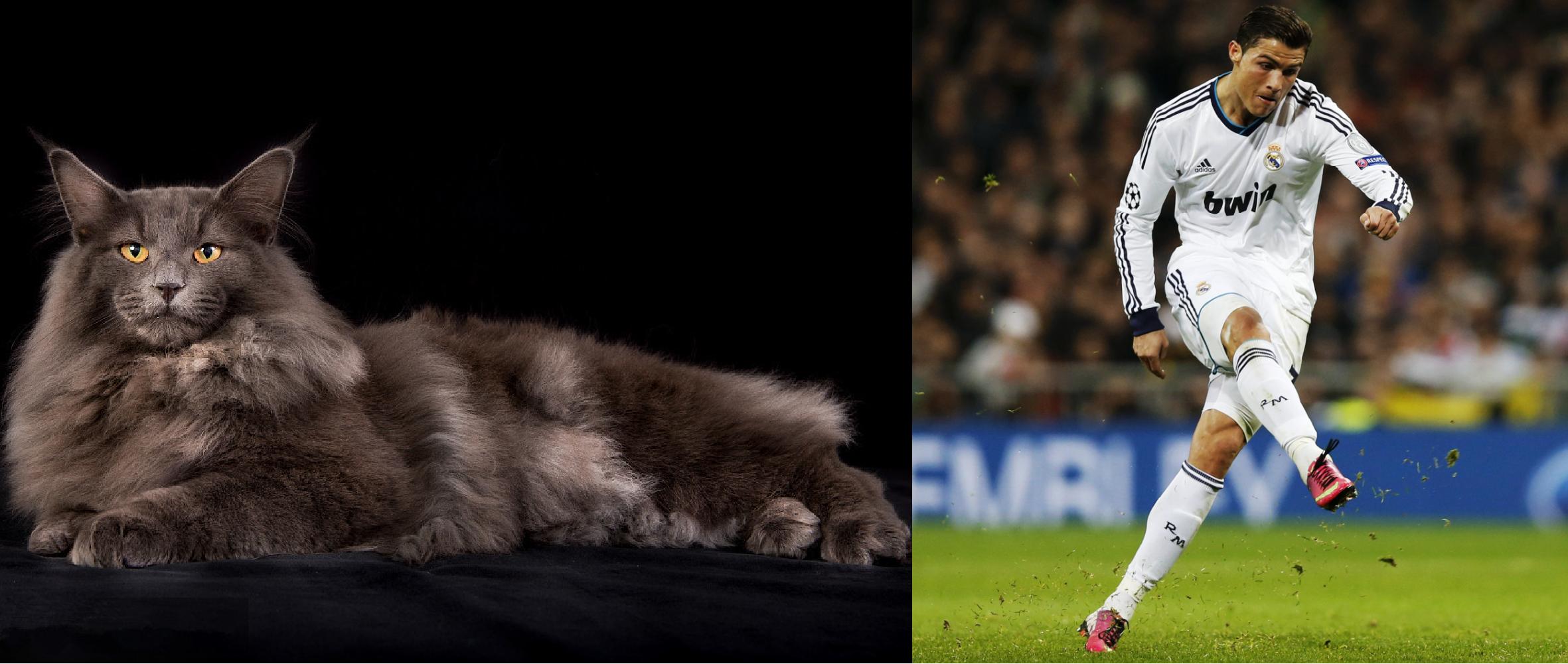 如果动物圈也有世界杯，猫咪组成的这套主力阵容能否争夺大力神杯