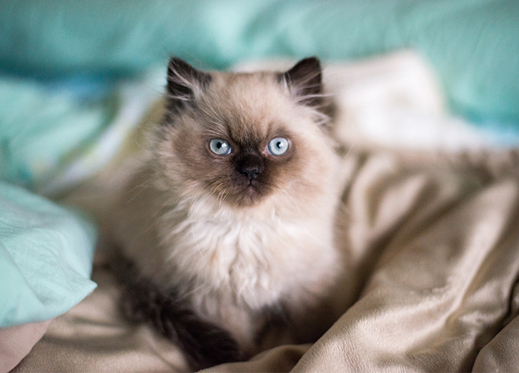 适合焦虑症养的狗,焦虑患者适合什么狗